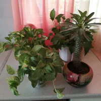 گل و گلدانهای زیبا|گل و گیاه طبیعی|کرمانشاه, |دیوار