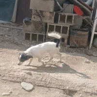 سگ پاکوتا قیمت۳تومن با کفتر معاوضه میکنم