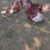 بوقلمون بورن بورن|حیوانات مزرعه|امیدیه, |دیوار