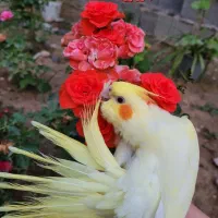 دو عدد عروس هلندی لوتینو چشم شرابی