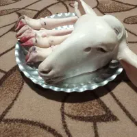 جیگر وکله پاچه|خوردنی و آشامیدنی|شیروان (خراسان), |دیوار