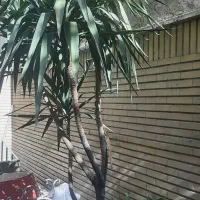 یوکا|گل و گیاه طبیعی|تهران, خانی آباد نو شمالی|دیوار