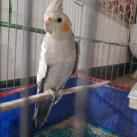 پرنده