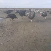 ۷عددبوقلمومحلی وسالم ۴عدداوردک محلی|حیوانات مزرعه|گنبد کاووس, |دیوار