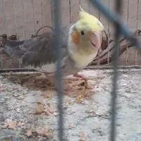 عروس هلندی بالغ|پرنده|زابل, |دیوار