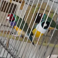 انواع پرندگان ولوازم پرنده وقفس دستباف