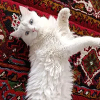 گربه پرشین باردار