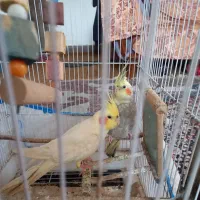 دو عدد طوطی عروس هلندی با قفس