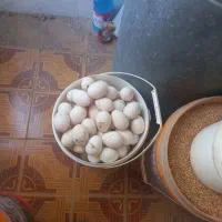 تخم بوقلمون