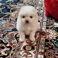 سگ پامرین روباهی سه ماهه