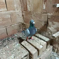 کفترسبز نر برای جفت گاه