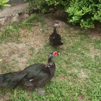 اردک روسی تخم گذار.معاوضه با غاز و بوقلمون