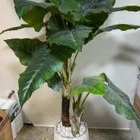 درختچه مصنوعی بابا آدم