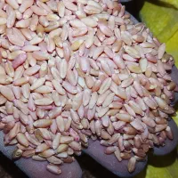 بذرلاین بوجار