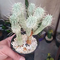 گیاه کاکتوس افوربیا|گل و گیاه طبیعی|تهران, ائمه اطهار|دیوار