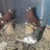 کبوتر|پرنده|تبریز, |دیوار