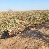 فروش باغ پسته  همراه ۲۴ ساعت واستخرشخصی|فروش دفتر صنعتی، کشاورزی، تجاری|گناباد, |دیوار