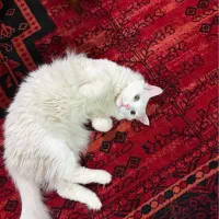 واگذاری رایگان گربه