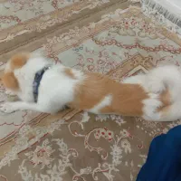 فروش و معاوضه|سگ|پاکدشت, پاکدشت (مامازند)|دیوار