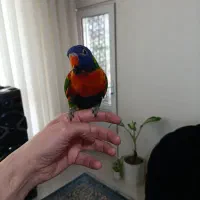 جوجه لوری 4ماه|پرنده|مشهد, ایثار|دیوار