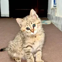 گربه گمشده|حیوانات|دورود, |دیوار