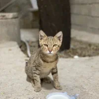 واگذاری رایگان بچه گربه نر