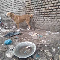 توله سگ افغانی ۱۵دماهه