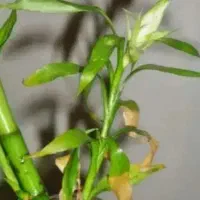 راهنمایی از بانوان...