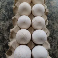 تخم بوقلمون نطفه دار