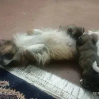 دو عدد توله سگ با نژاد خاص وسه عدد سگ ماده|سگ|حمیدیا, |دیوار