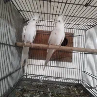 عروس هلندی آلبینو