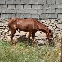 اسب|اسب و تجهیزات اسب‌سواری|دهدشت, |دیوار