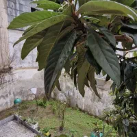 فروش86متر-طبقه-اول-سند-تاپ-لوکیشن-رشت