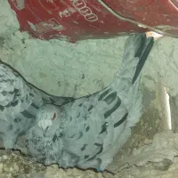 کبوترسروررودبر|پرنده|بستان آباد, |دیوار