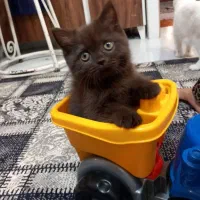 گربه بریتیش چاکلت ماده
