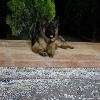 سگ ژرمن شپرد اصیل