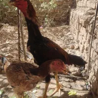 خروس و مرغ لاری