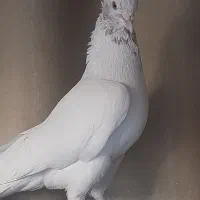 کبوتر
