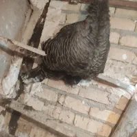 بوقلمون ارگانیک ماده|حیوانات مزرعه|رباطکریم, پیغمبر|دیوار