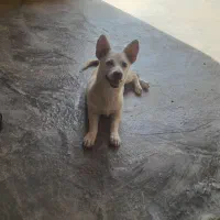 واگذاری توله