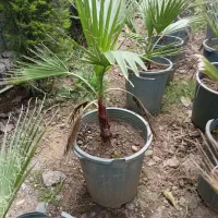 پالم واشنگتن تنه قرمز