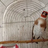 سهره نر