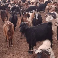 بز دورگه پاکستانی محلی|حیوانات مزرعه|کیاسر, |دیوار