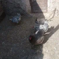 مرغ گلین طوسی