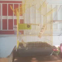 قفس پرنده باتمام وسایل