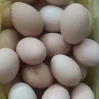 تخم مرغ محلی تازه ارگانیک