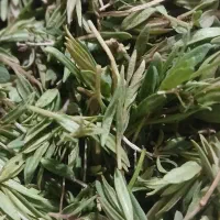 فروش اویشن کوهی