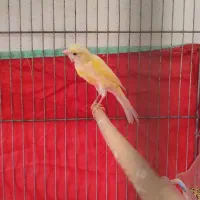 قناری ماده آماده و جوجه سهره قناری خاکی ۴ عدد