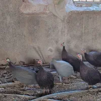 تعداد ۸عددمرغ شاخ دار نر و ماده. حدودا 1ساله.|حیوانات مزرعه|جوادآباد, |دیوار