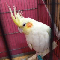 عروس هلندی نر